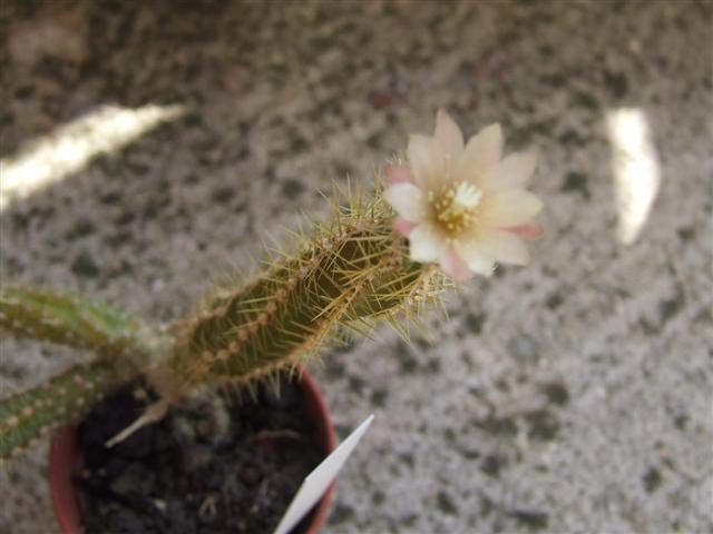 Rhipisalis Ianthothele 
