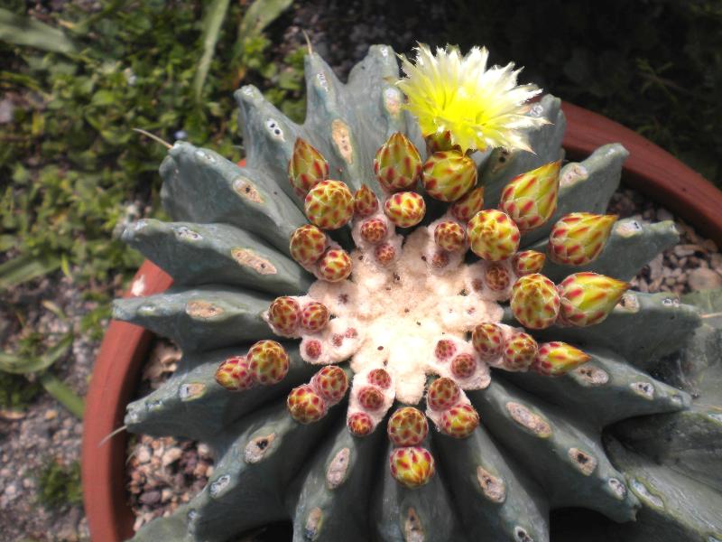 Ferocactus glaucescens v. inermis 