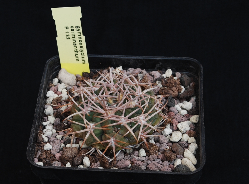 Gymnocalycium carminanthum P133