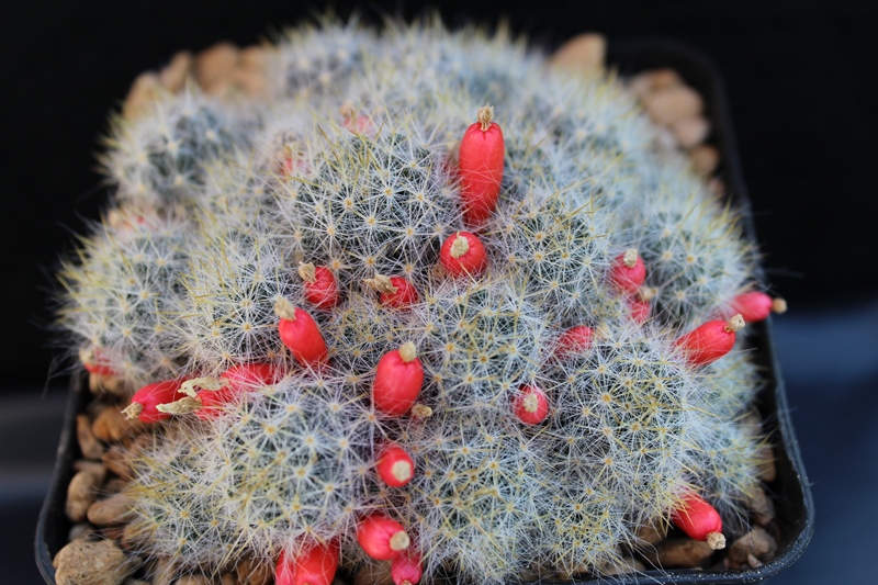 Mammillaria prolifera 