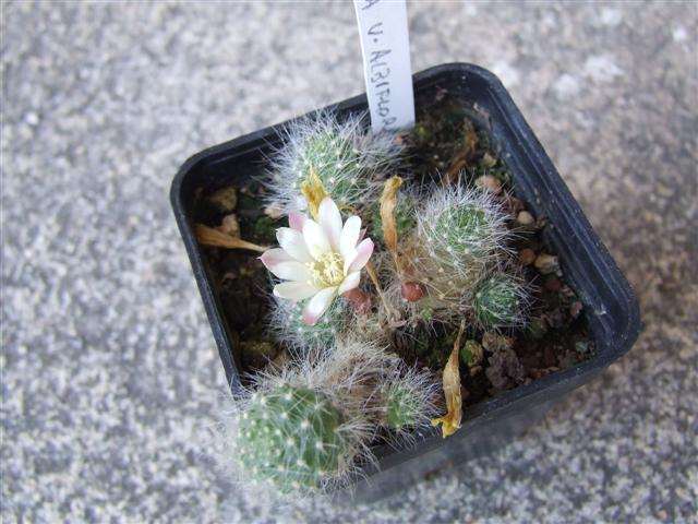 Rhipisalis Pulvinata v. albiflora 