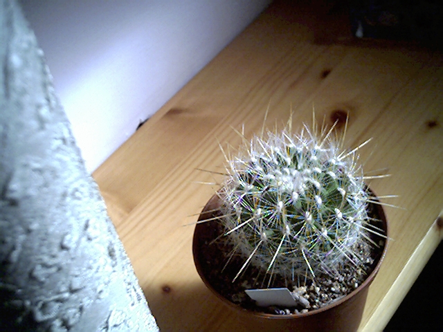Thelocactus macdowelli 