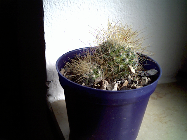 Mammillaria rekoi ss. leptacantha 