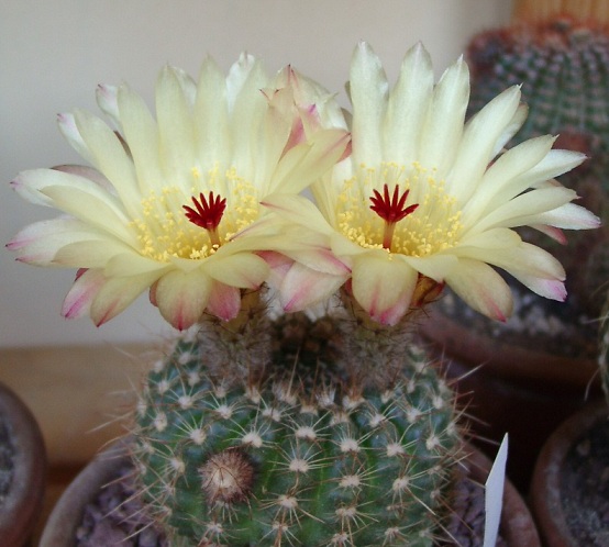 Parodia concinna v. apricus 