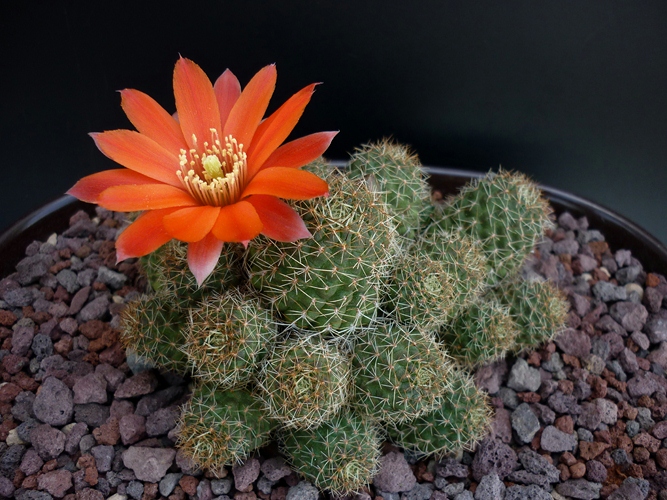 Rebutia tarvitaensis 