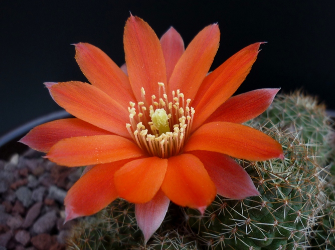 Rebutia tarvitaensis 