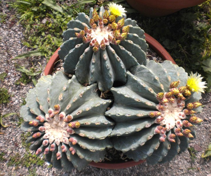 Ferocactus glaucescens v. inermis 