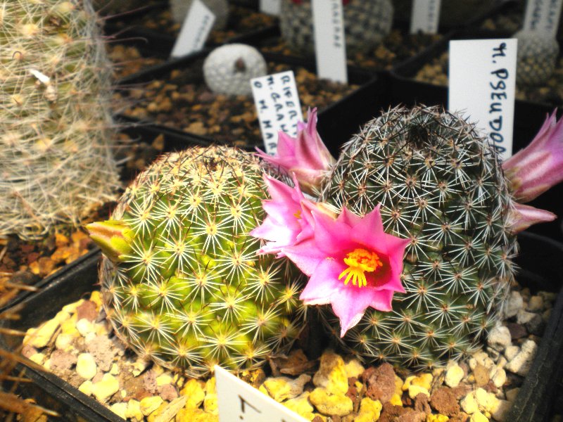 Mammillaria pseudoalamensis WM 1630