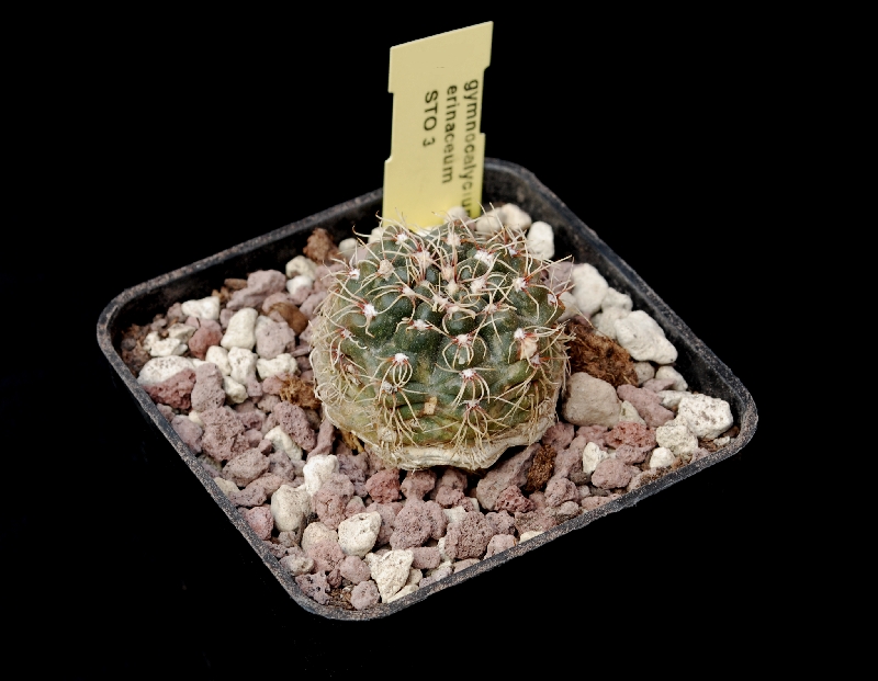 Gymnocalycium erinaceum STO3