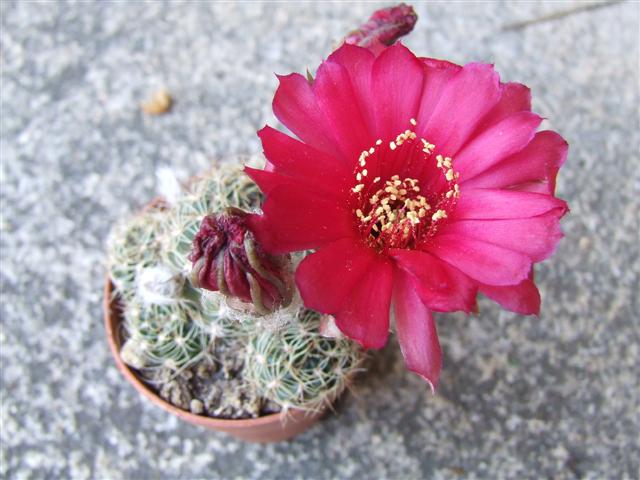 Rebutia  