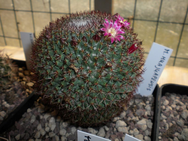 Mammillaria huajuapensis ROG 67