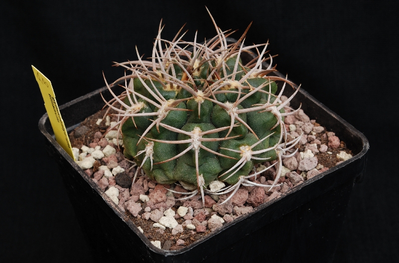 Gymnocalycium tillianum 