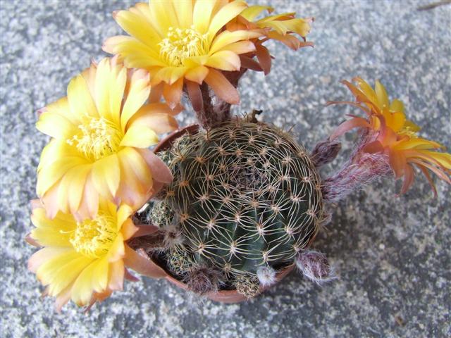 Rebutia  