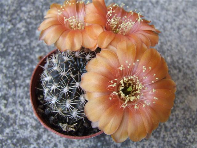 Rebutia  