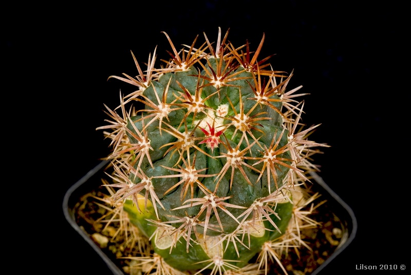 Ferocactus chrysacanthus ssp. grandiflorus 