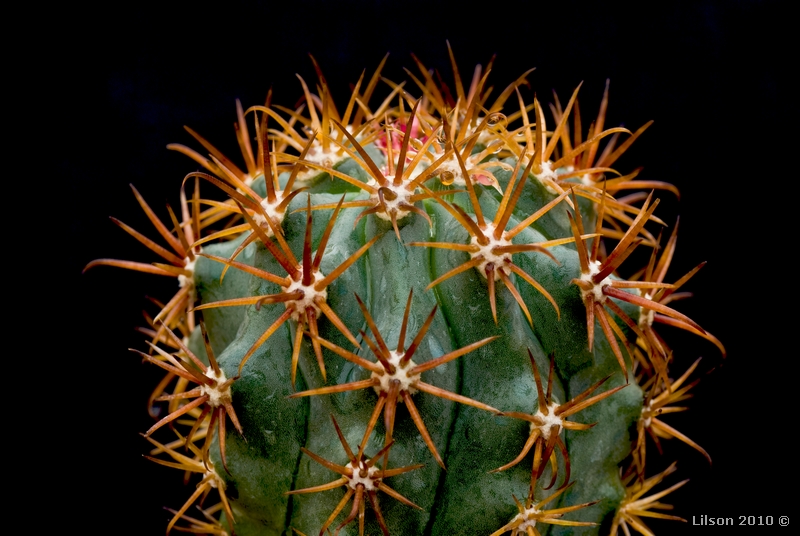 Ferocactus chrysacanthus ssp. grandiflorus 