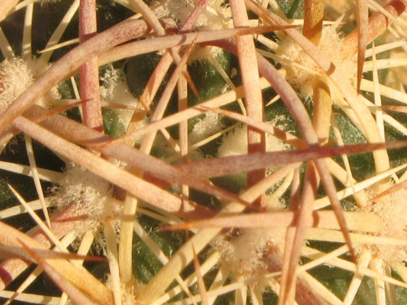 Mamillaria guelzowiana 