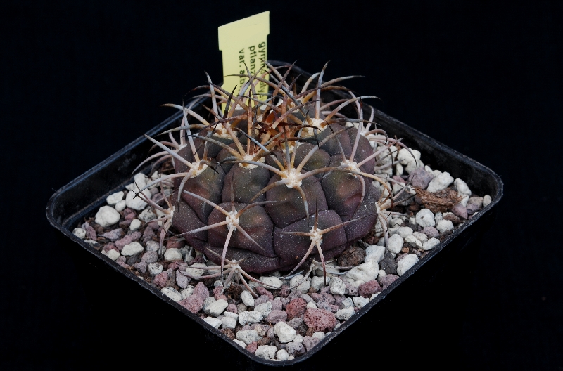 Gymnocalycium pflanzii v. albipulpa 