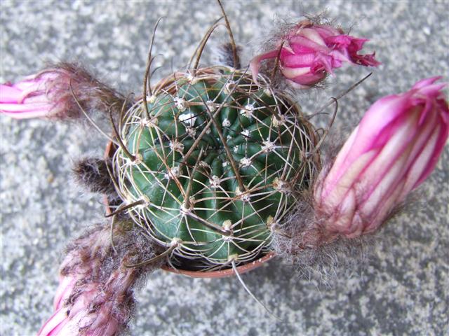 Rebutia  