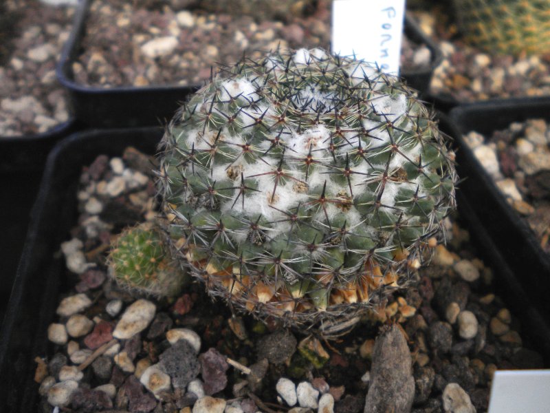 Mammillaria formosa HO66