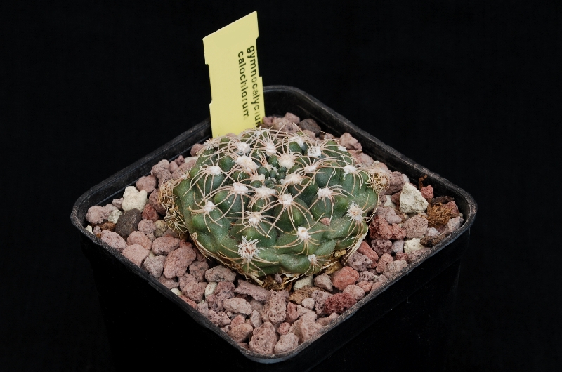 Gymnocalycium calochlorum 