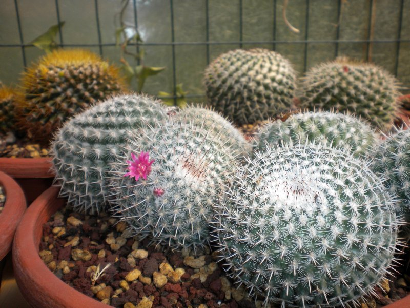 Mammillaria albata 