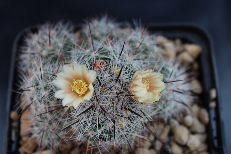 Mammillaria vetula 