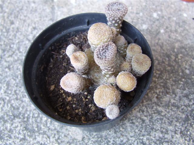 austrocylindropuntia clavaroides 