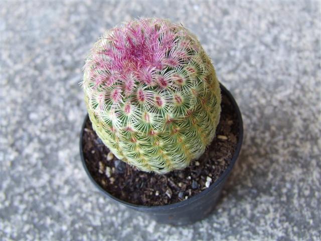 Echinocereus Rigidissimus Rubrispina 