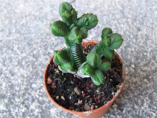 Crassula Piramidalis 