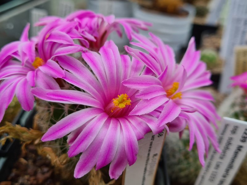 Mammillaria napina MG 805.8