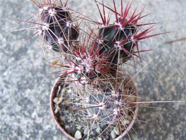 Opuntia Invicta 