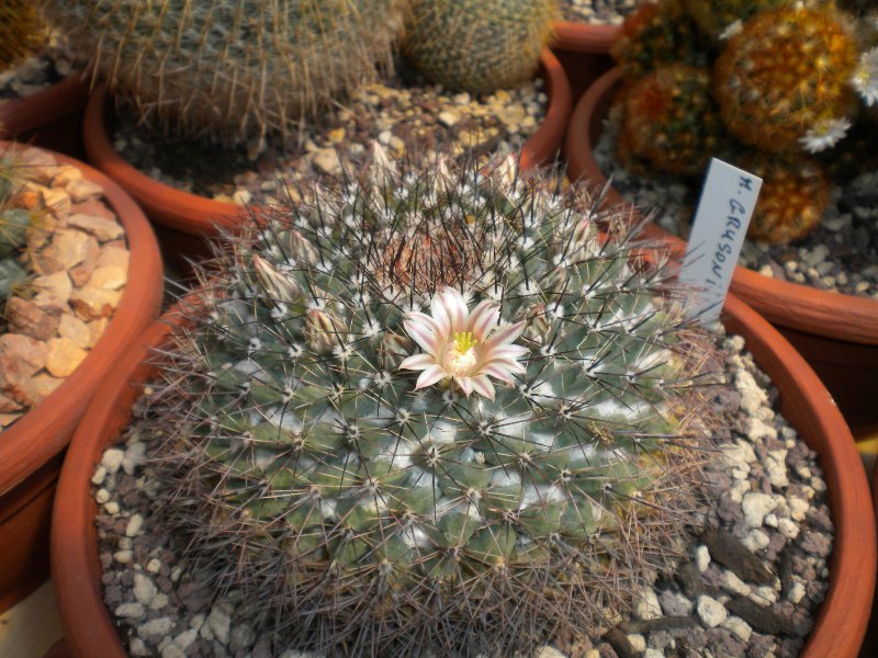 Mammillaria grusonii 