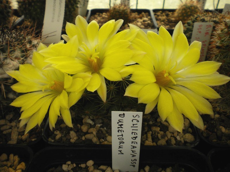 Mammillaria sphaerica 