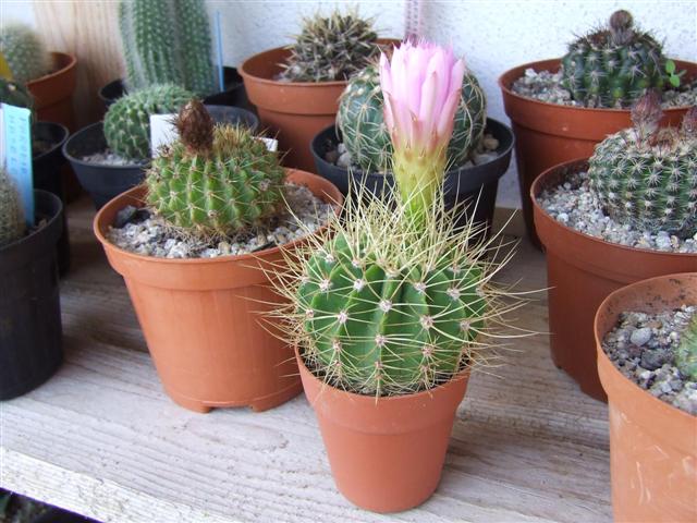 Acantocalycyum Violaceum 