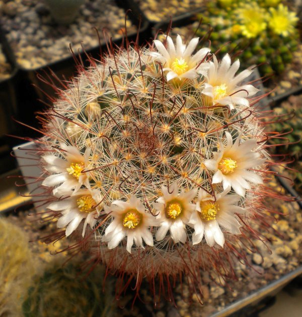 Mammillaria mercadensis 