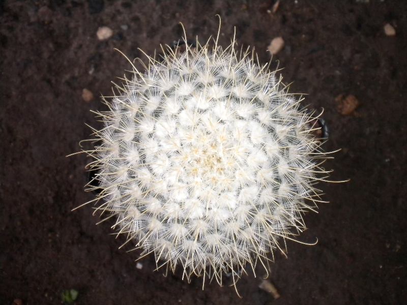 Mammillaria bombycina 