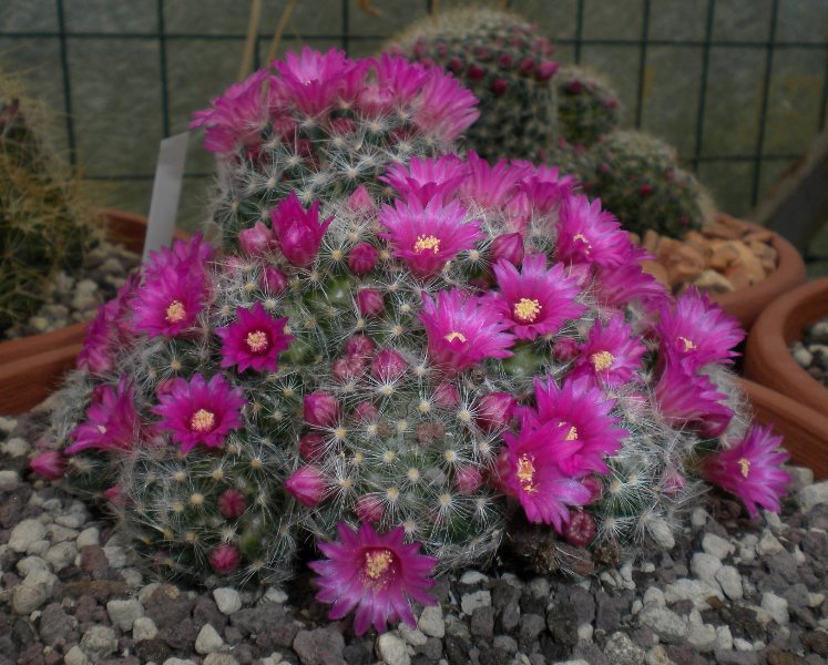 Mammillaria laui ssp. dasyacantha 