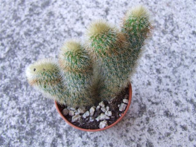 Hildewimtera Aurespina 
