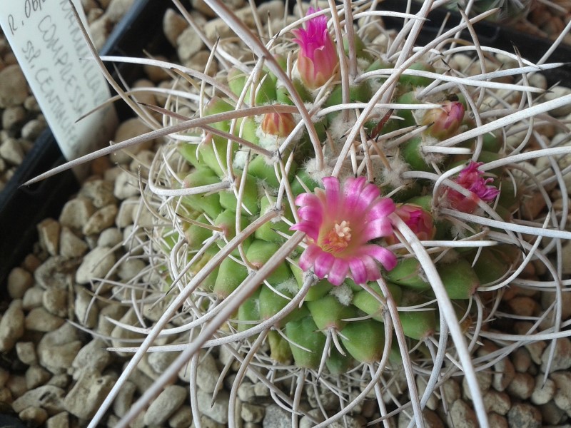 Mammillaria compressa ssp. centralifera BZ 27