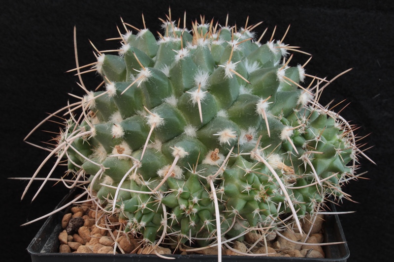 Mammillaria compressa ssp. centralifera BZ27