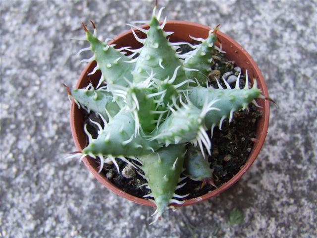 Aloe Melanacantha v. Erinacea 