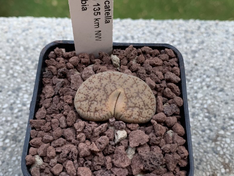 Lithops pseudotruncatella C100