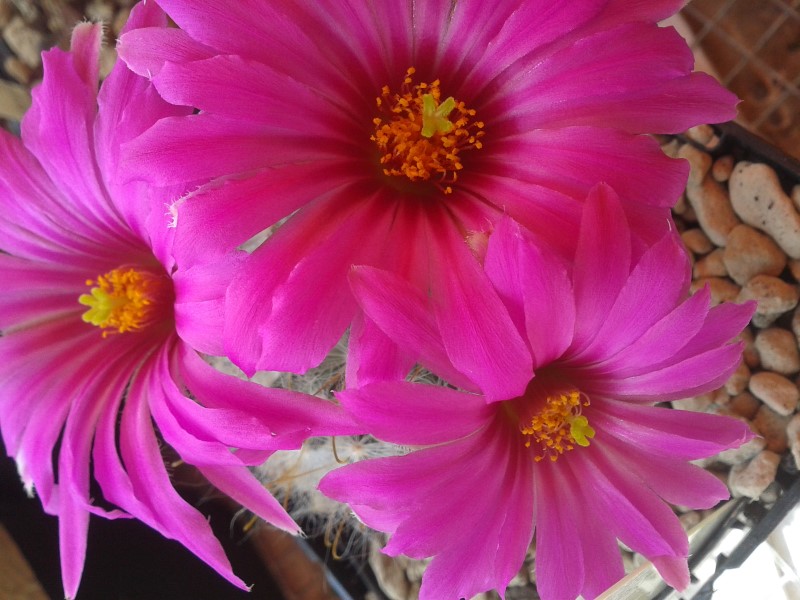 Mammillaria guelzowiana v. robustior 