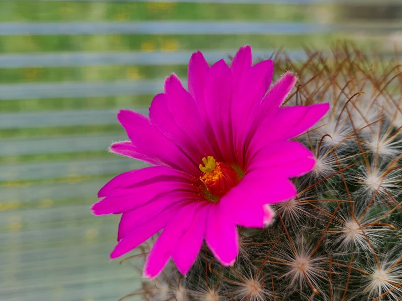 Mammillaria guelzowiana v. robustior 