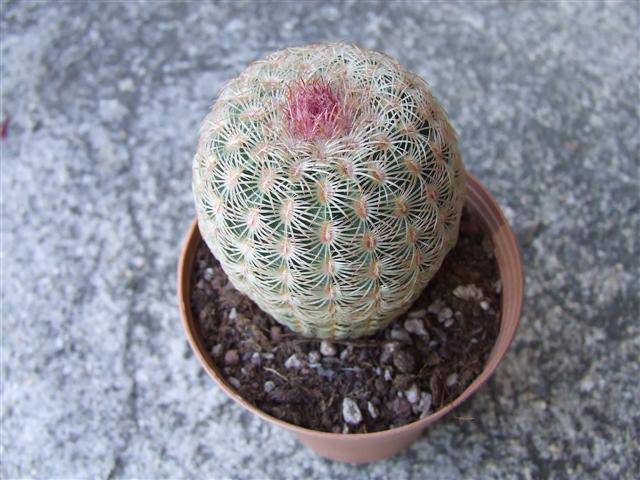 Echinocereus Rigidissimus 