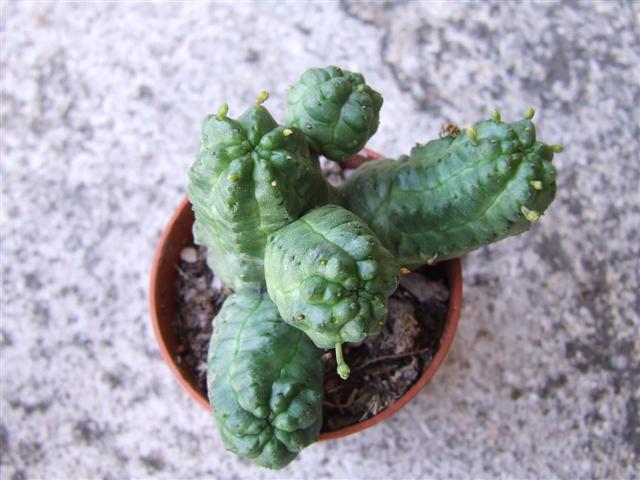 Euphorbia Pseudoglobosa 
