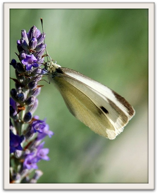 Pieride su lavanda  