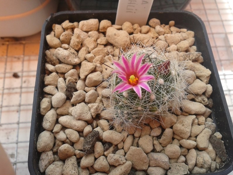 Mammillaria kraehenbuehlii 