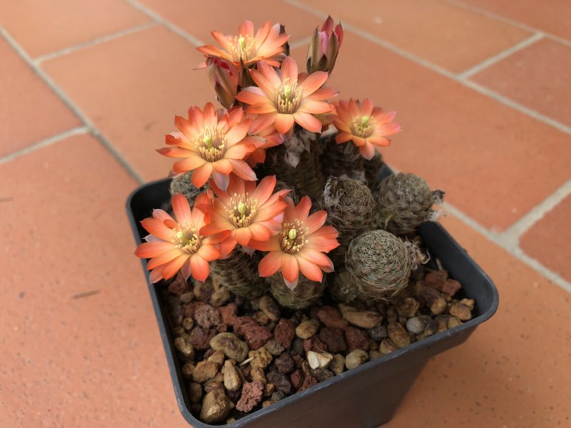 Rebutia pygmaea 